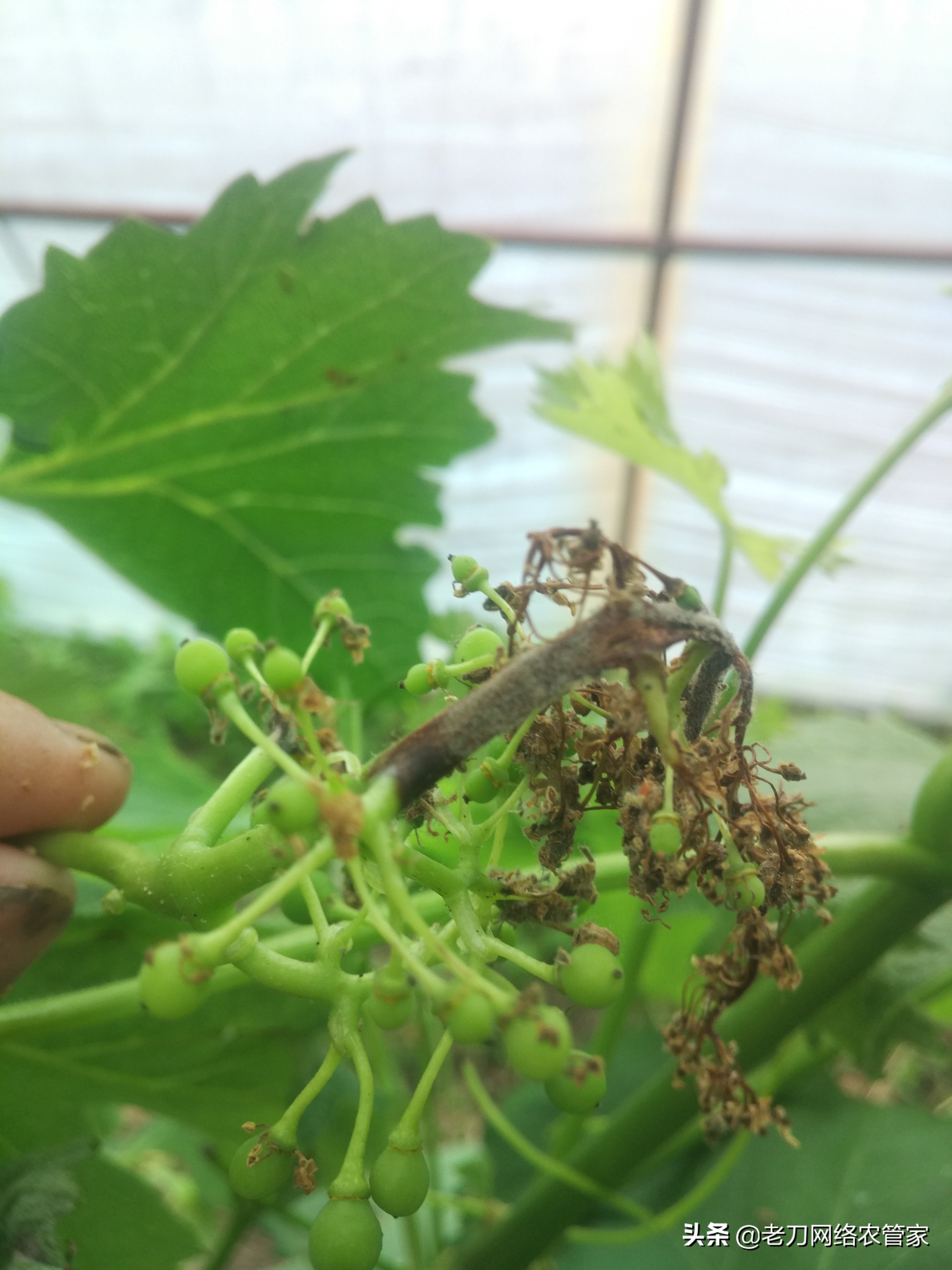 灰风暴葡萄灰霉病,霜霉病灰霉病什么情况易发生