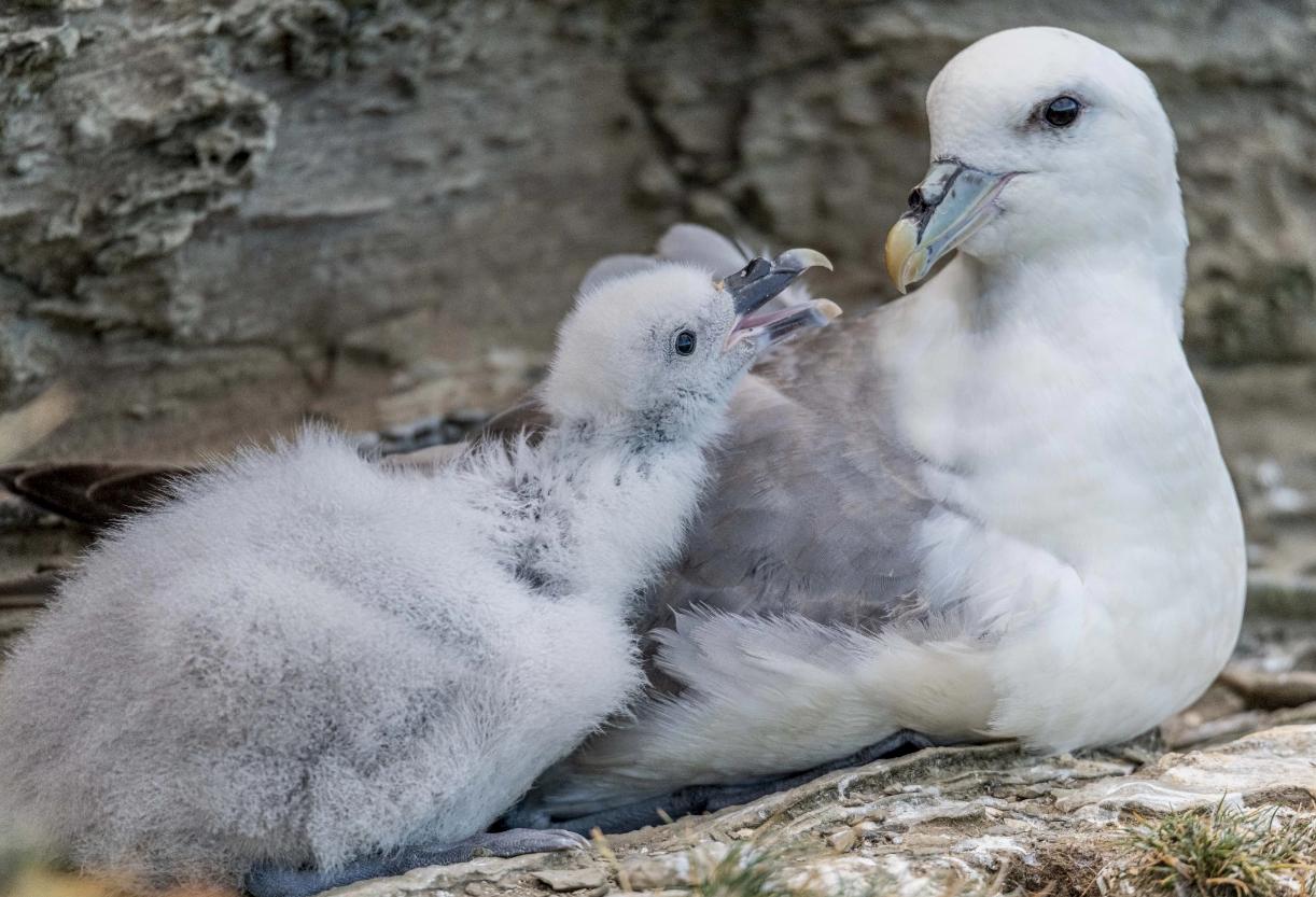 会喷毒液的鸟,会喷臭液的昆虫