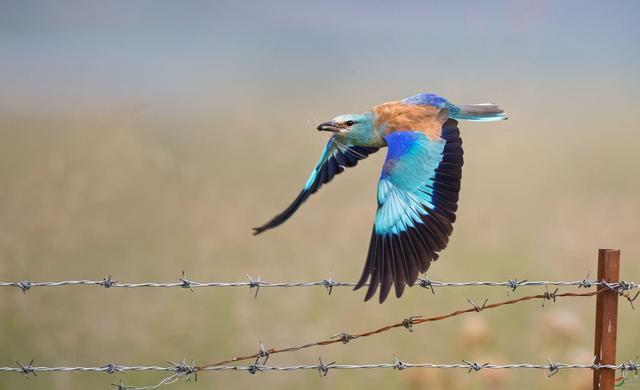 蓝胸佛法僧高清图片,蓝胸佛法僧