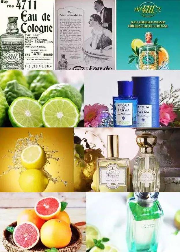 柑橘家族有哪些,柑橘家族砂糖橘