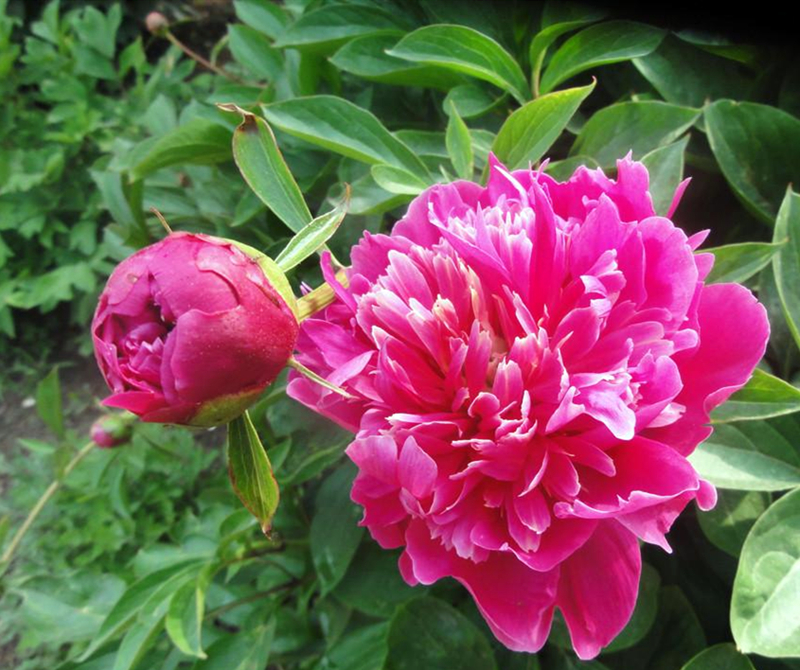 庭前芍药妖无格全文意思,庭前芍药妖无格的庭前指的是哪里