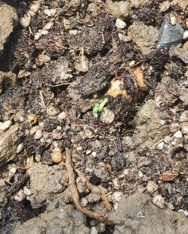 北京夏日的清晨,北京的盛夏