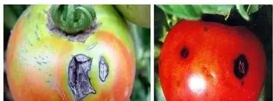 如何根据病虫害情况确定用药方案,防治病虫害配药灭虫有技巧