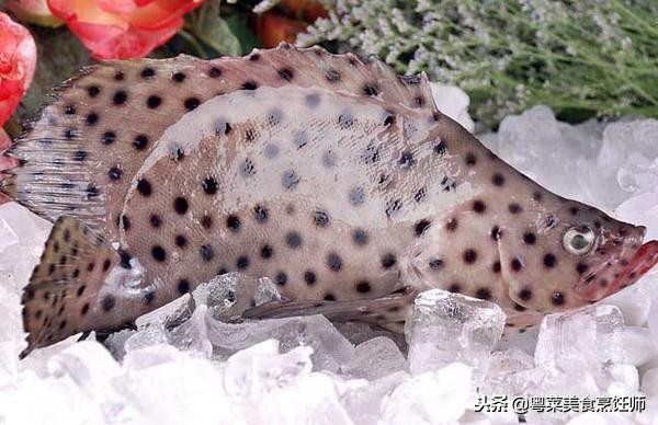 名贵海鲜干货有哪些品种,名贵海鲜水产品种类