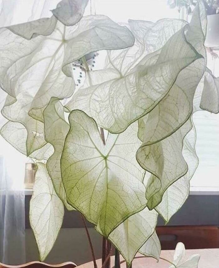 40种国外“活久未见”的花，有的专门吃昆虫，连小青蛙都不放过