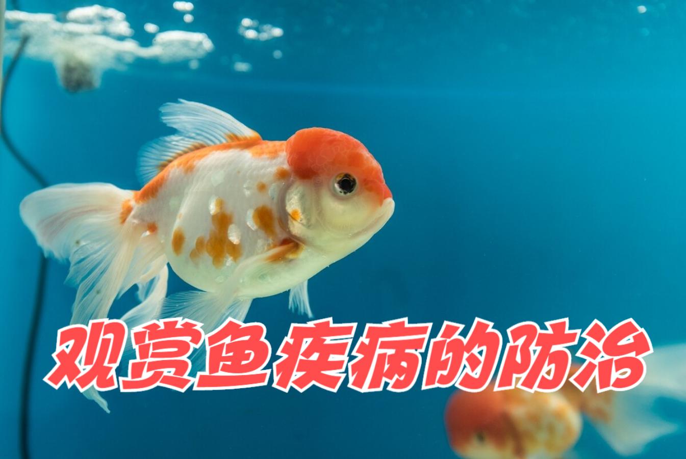 观赏鱼常见鱼病图片与防治,观赏鱼疾病分为哪几类怎么治疗