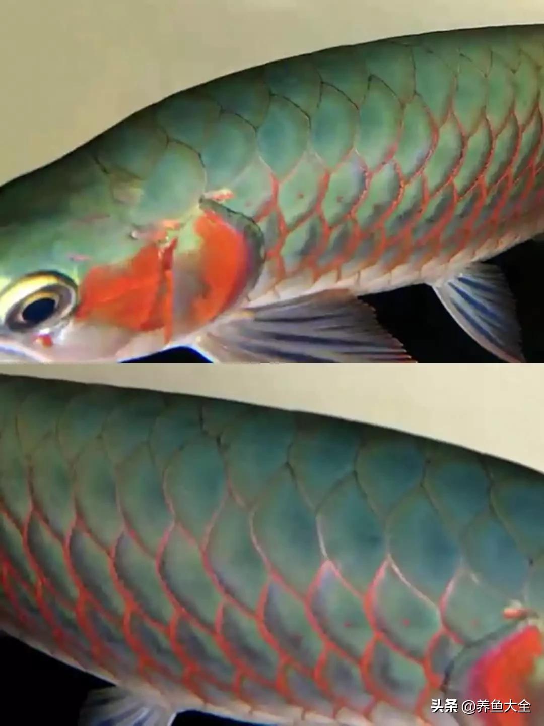 养红龙苗,养红龙如何搭配其他鱼