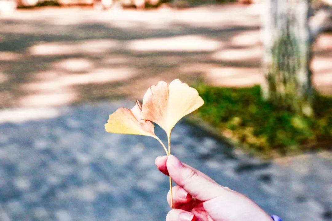 一到秋天南京就成了金陵,一入秋南京就成了金陵