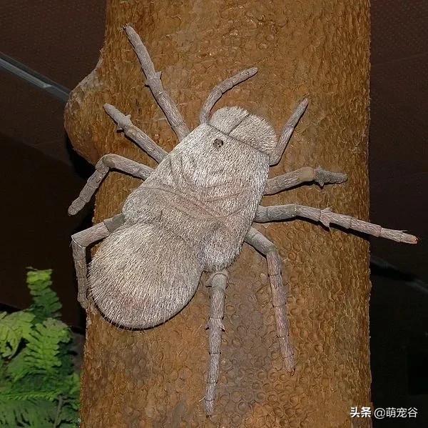 巨型蜈蚣长三米,世界上最长的3米巨型蜈蚣