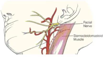 胸锁乳突肌粗大,胸锁乳突肌症状