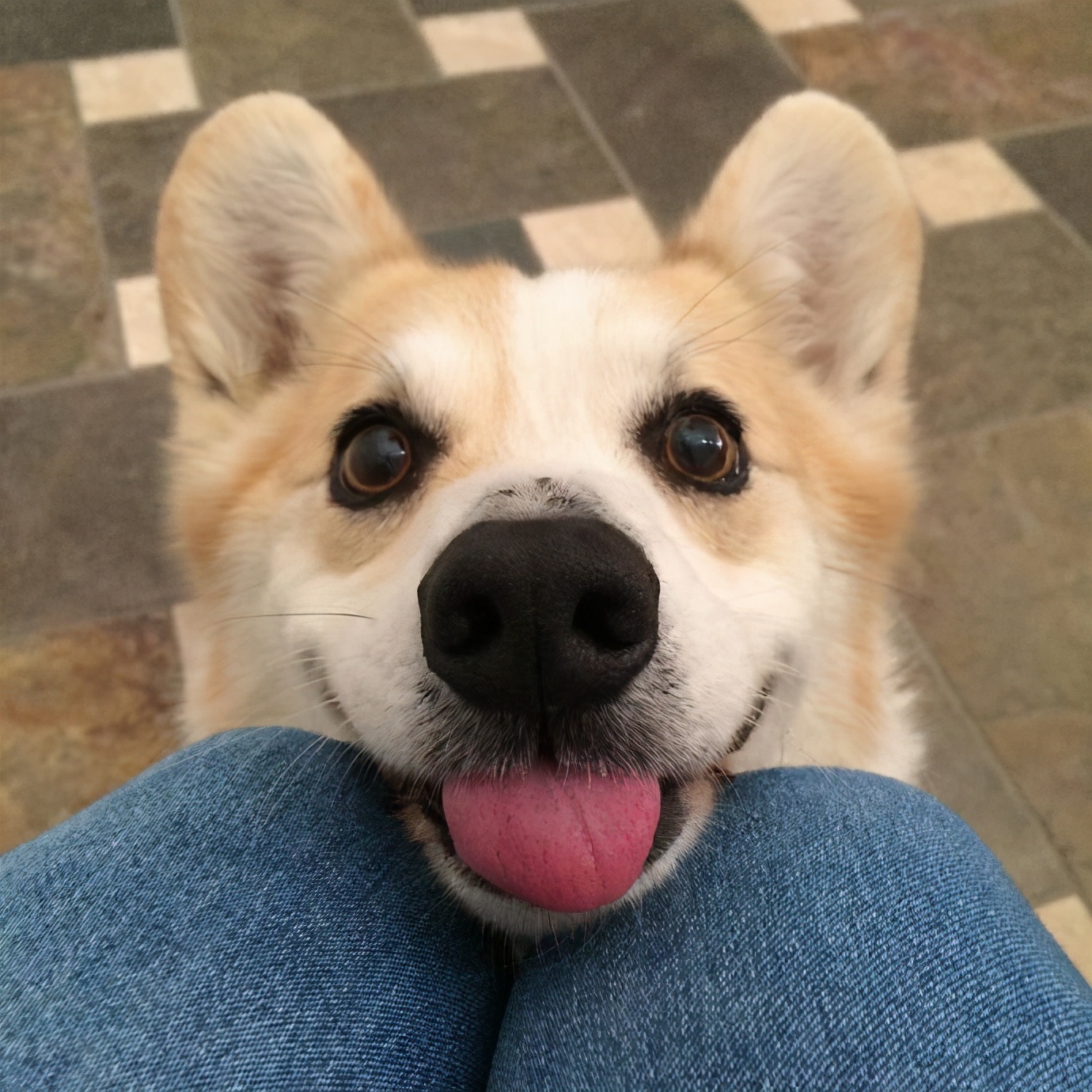 柯基犬的七个弱点最好不要吓唬它,柯基忠诚吗对主人好吗