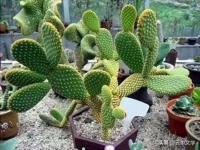 花语大全100种花图片,100种花的花语太全了