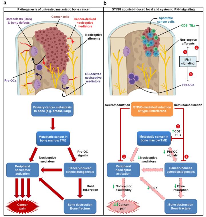 纪如荣团队发现STING在疼痛调控中大有可为