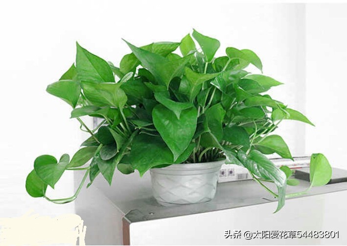 夏天绿萝怎么养才能爆盆和爬满墙,一盆绿萝新叶片翠绿