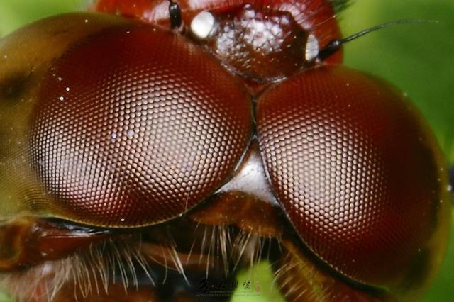 蜻蜓动漫电梯安全常识,蜻蜓动漫安全常识