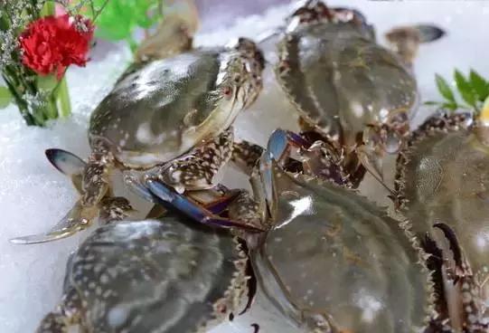 宁波一渔民整理海鲜大全,宁波最全的海鲜