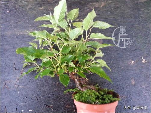 桑树下山盆景种植,桑树做盆景好吗