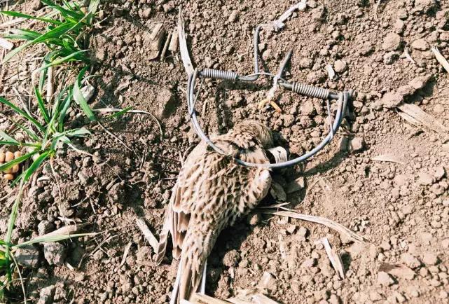 从禾花雀到云雀,又一种鸟快被中国人吃绝种了!