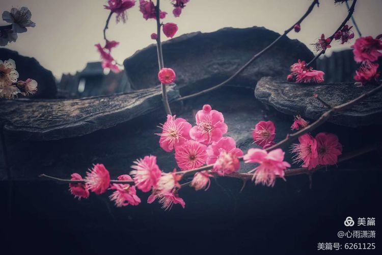 白凡逸志在线阅读,一个韩国人眼里的中国