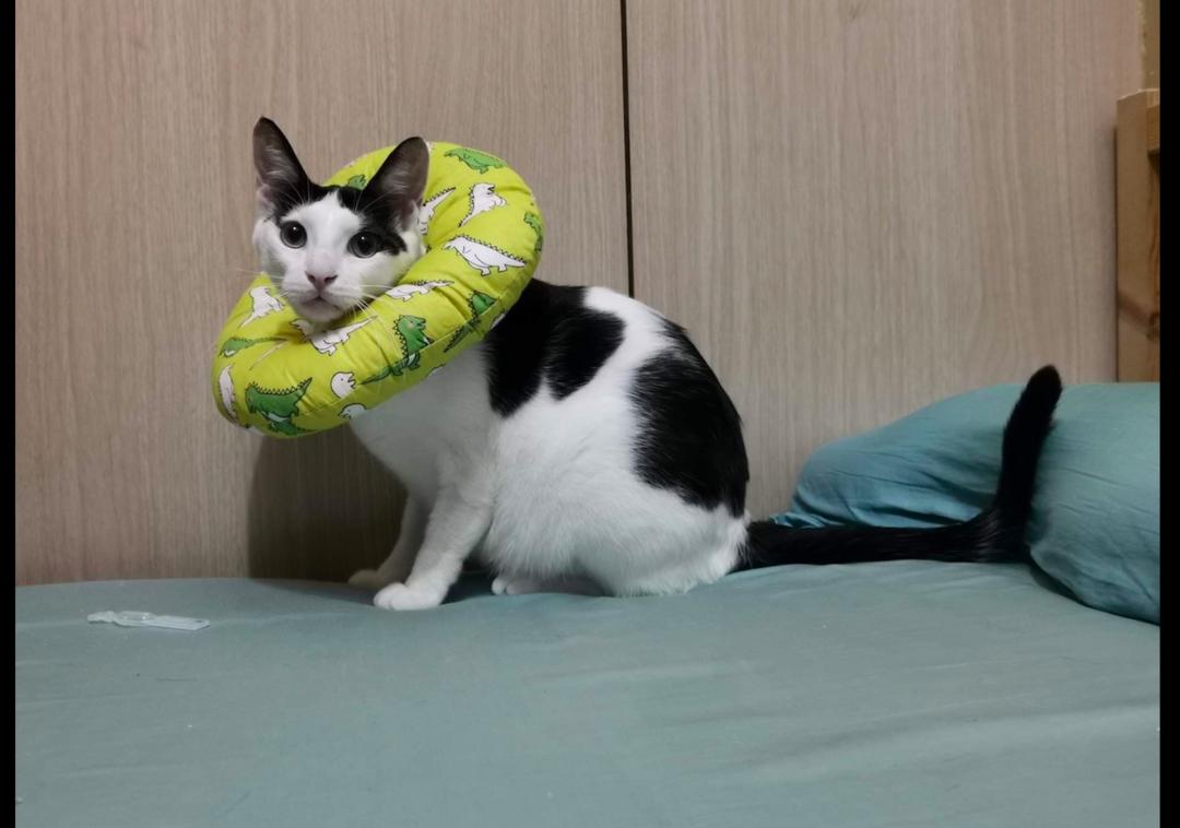 猫踩到了粘鼠板,猫踩到粘鼠板死了