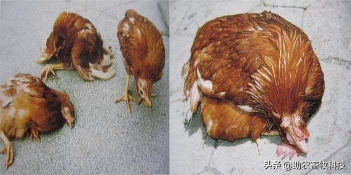 治新城疫的特效药,治疗新城疫的中药