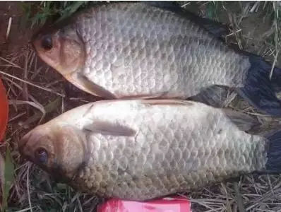 冬天串钩钓鲫鱼用什么钩最好,串钩冬天钓大鲤鱼