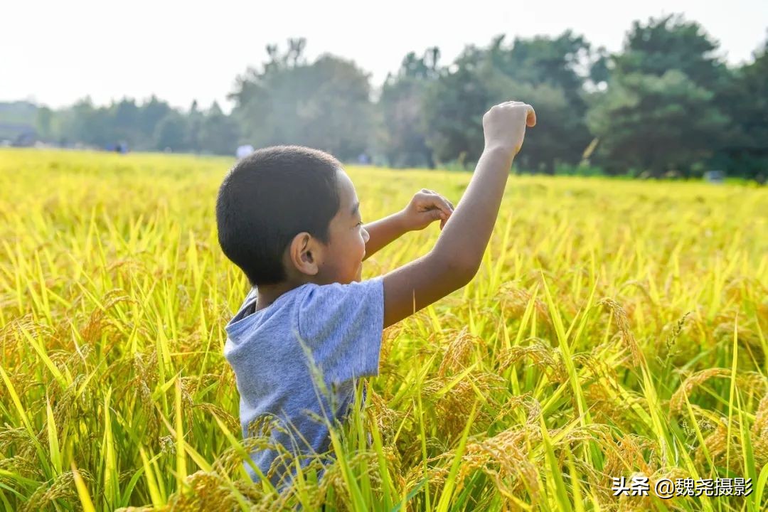 北京北坞公园里的京西稻又熟了，曾经只有皇上才能吃上这儿的大米