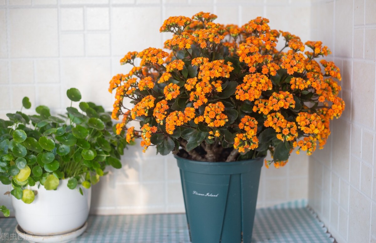 养花越用心好像越成为负担,养花赚钱的方法