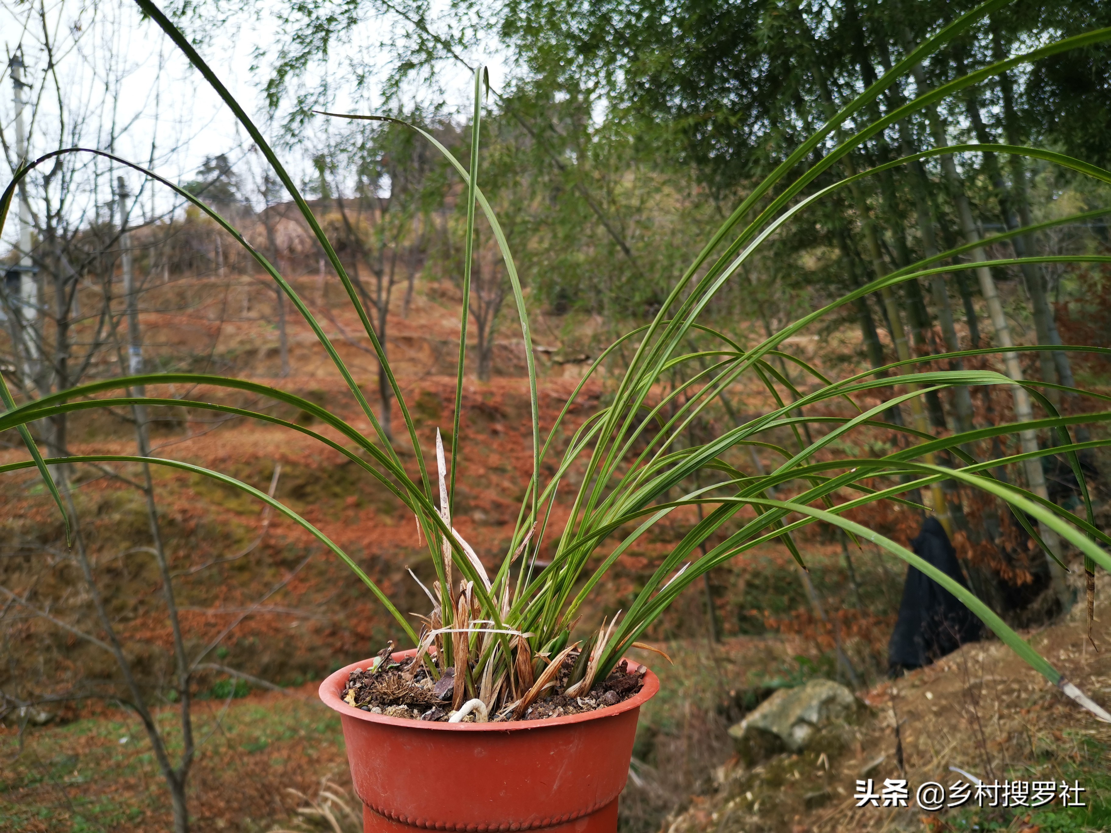 已有花苞的兰花怎么管理好,兰花的花苞怎么才能长的茂盛