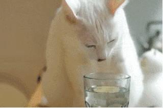 中华田园橘白猫脾气好吗,中华田园白猫配什么猫