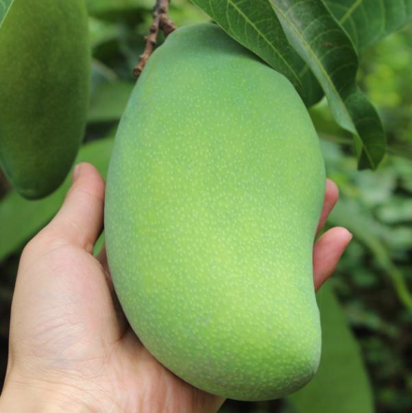 应季水果才能吃得更健康更安全,新鲜应季水果多种吃法