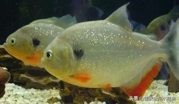 十种最漂亮的观赏鱼视频播放,观赏鱼60条