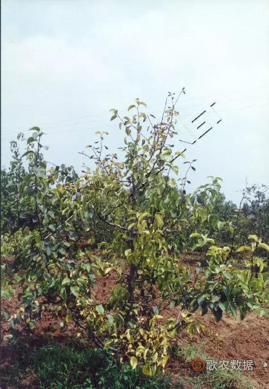 几种果树根部病害的症状识别与防治!