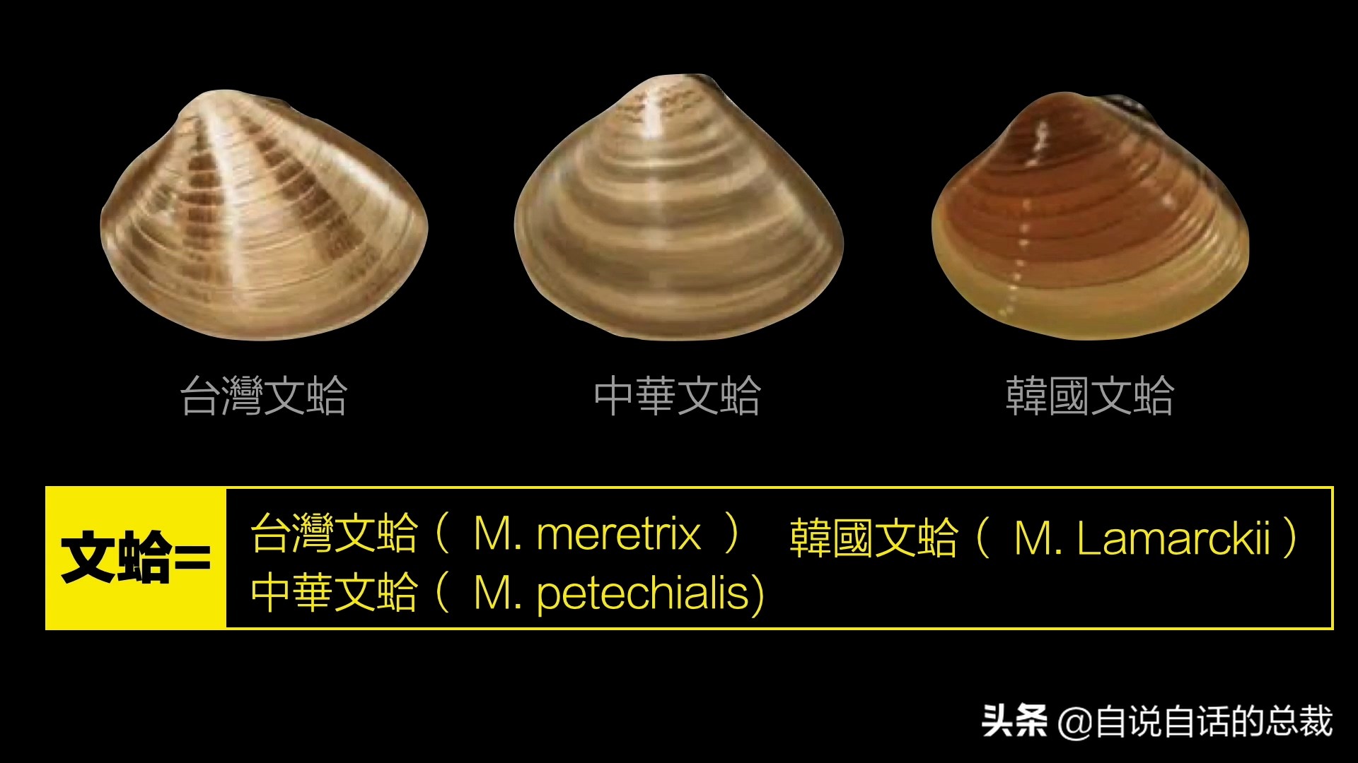 海鲜蛤蜊与蛤蜊区分,蛏子与小人蚬的区别