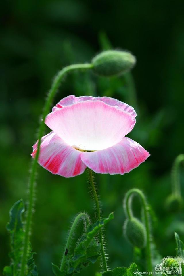 大美新蔡生态水城,大美新蔡等你来