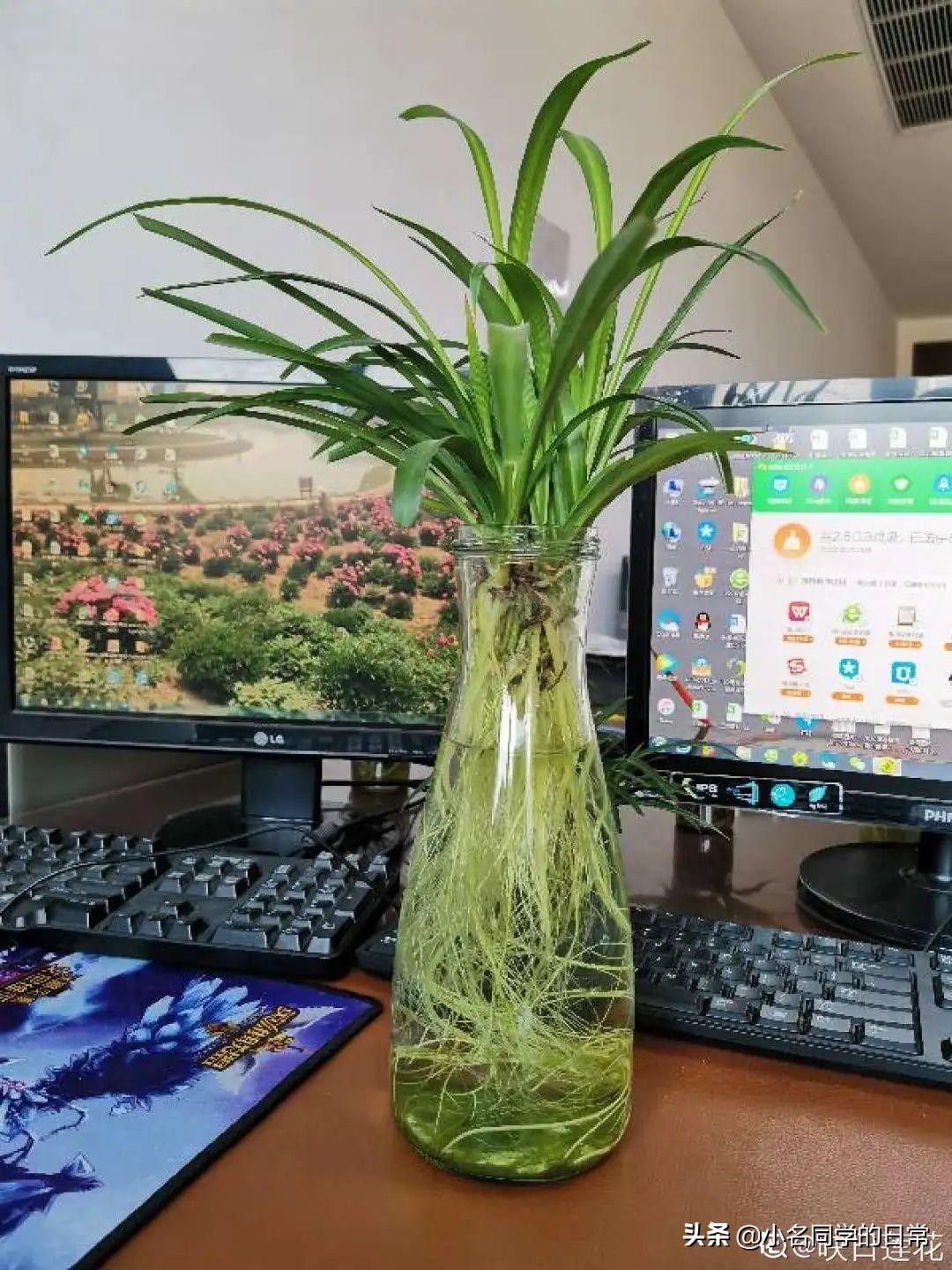 水里加点碳，根系壮得撑破盆，长出满盆萝卜根