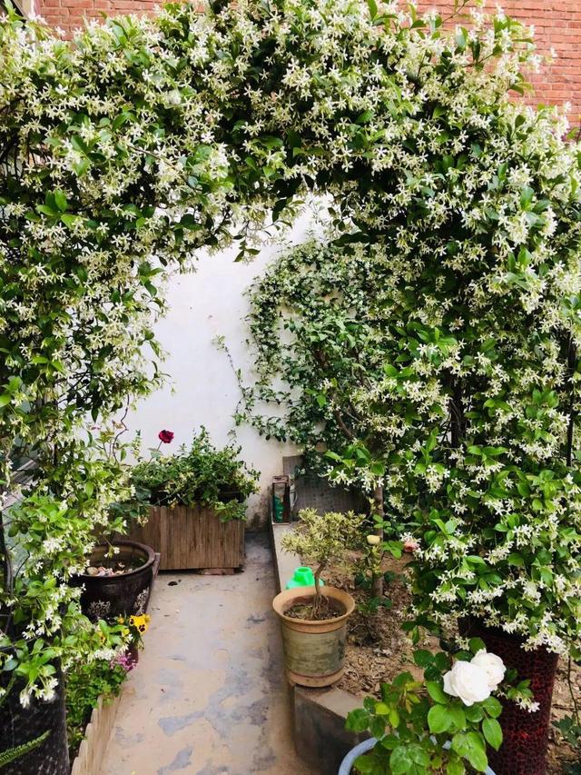 爬藤植物花园打造,最美爬藤花推荐