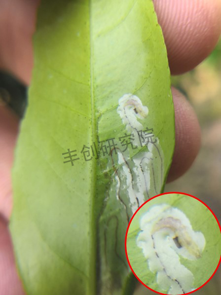 柑橘树上的潜叶蛾用什么药防治,柑橘潜叶蛾高发期