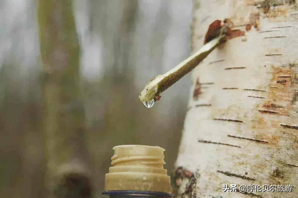 呼伦贝尔当地美食特色介绍,呼伦贝尔还有哪些特色美食