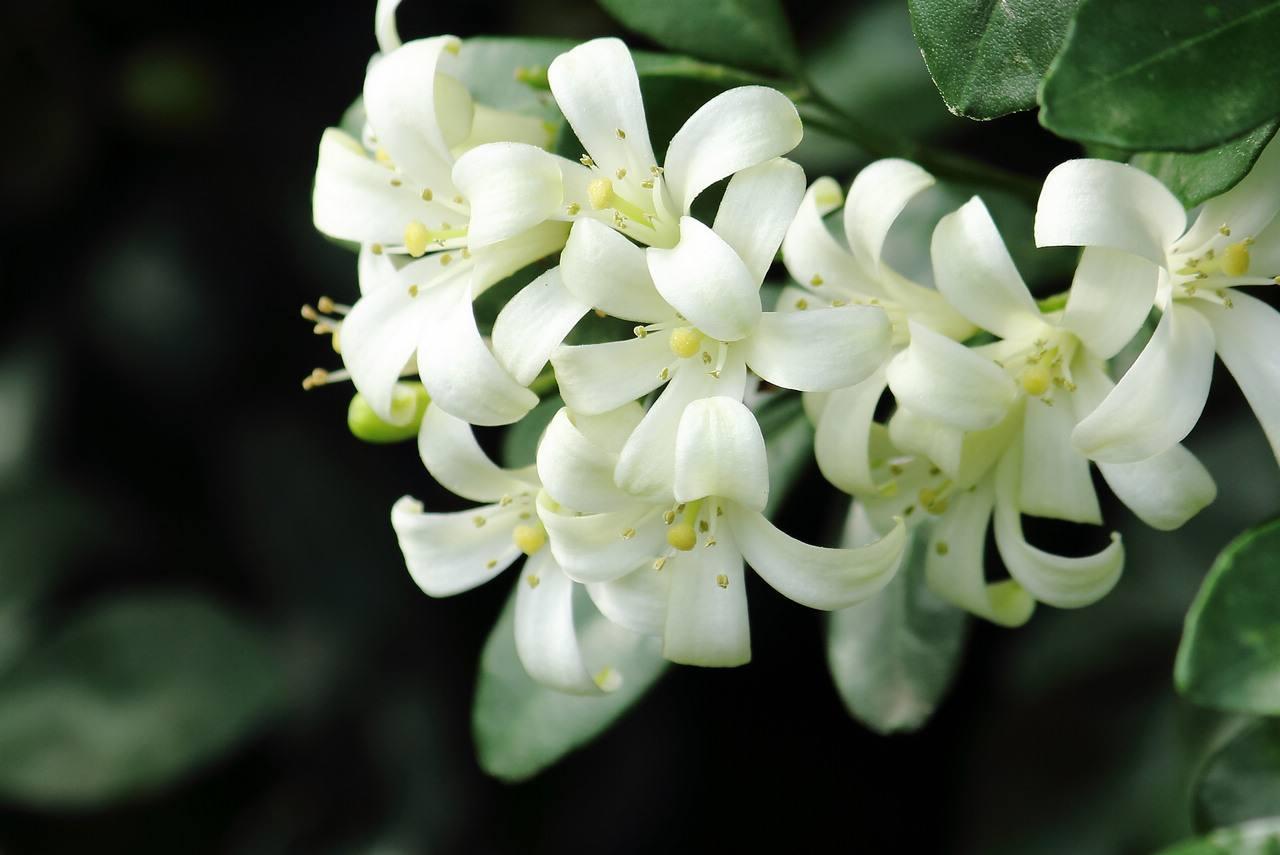 九里香不仅花香四溢还好养,养九里香的技巧九里香枝条有刺吗