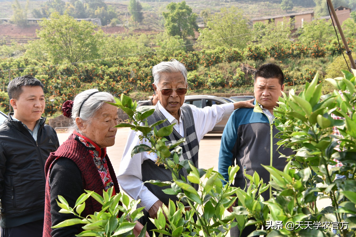 褚橙是如何形成品牌的呢,褚橙冰糖橙多少钱一斤