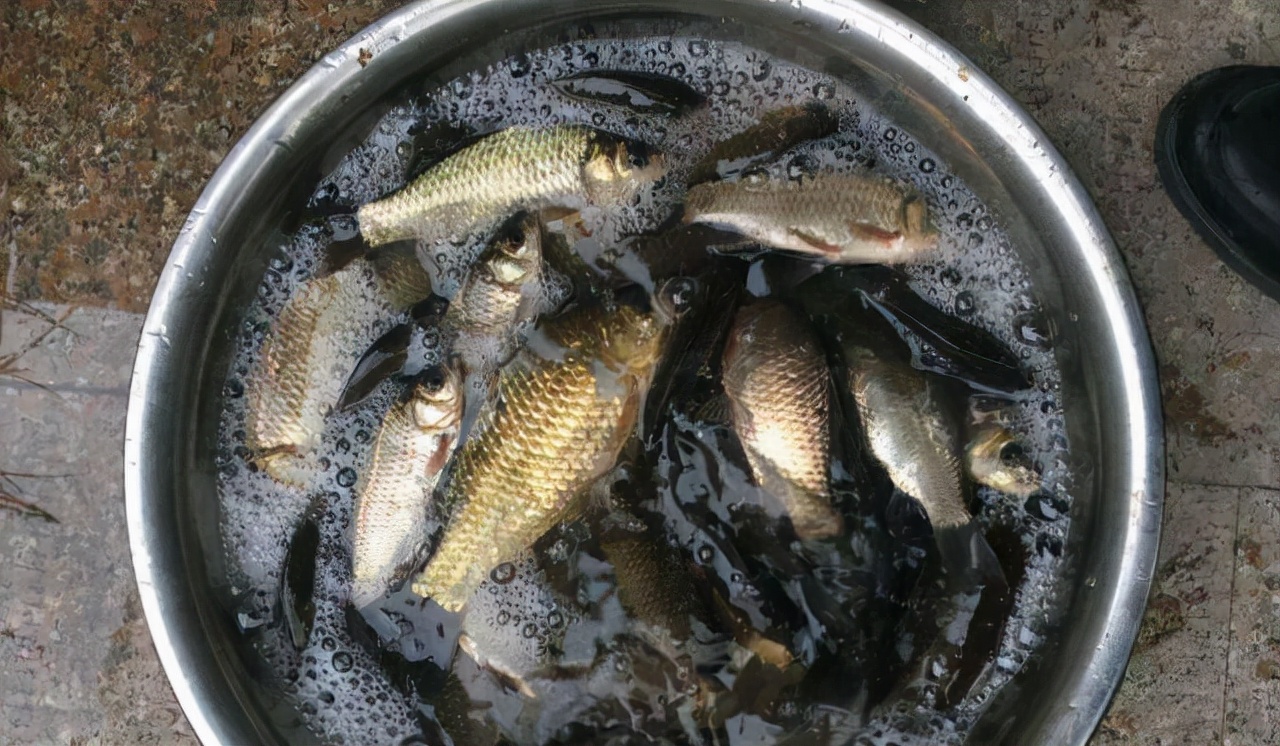 冬季鱼口轻可以用大力马子线吗,最适合冬季鱼口轻的调钓方法