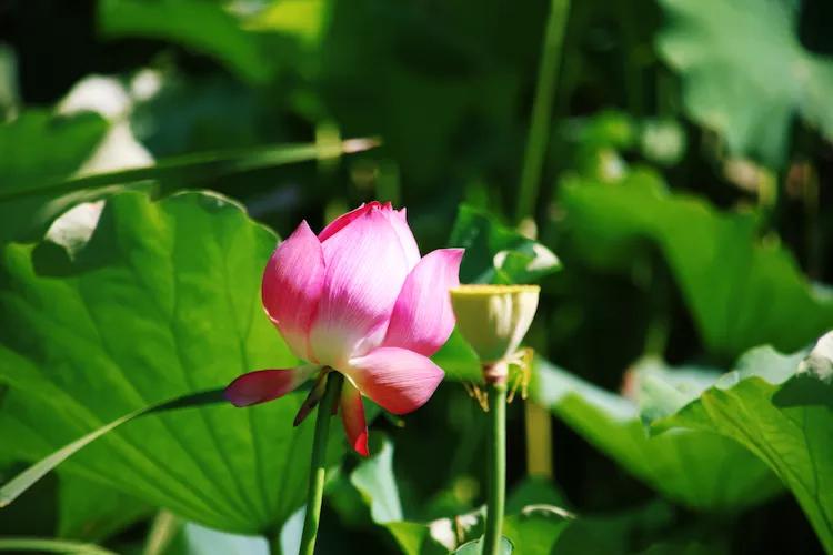 尼康入门单反,单反快速入门攻略