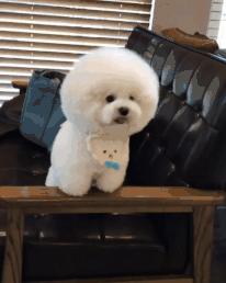 比熊这朵棉花糖，圆圆白白胖胖，是我的初恋情狗没错了