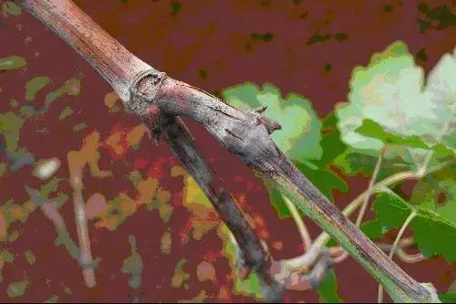 葡萄掉粒子是怎么回事,葡萄穗子掉粒是怎么回事呢