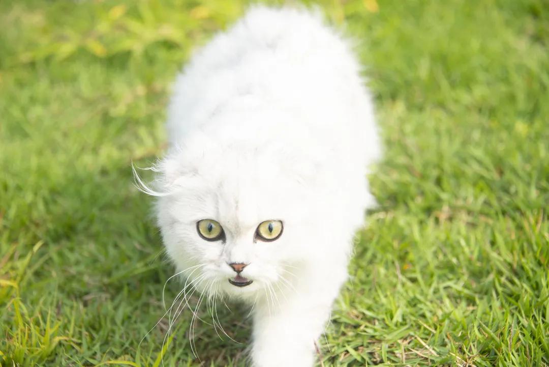 你们不在，我替你们好好逛携创的新足球场，喵~