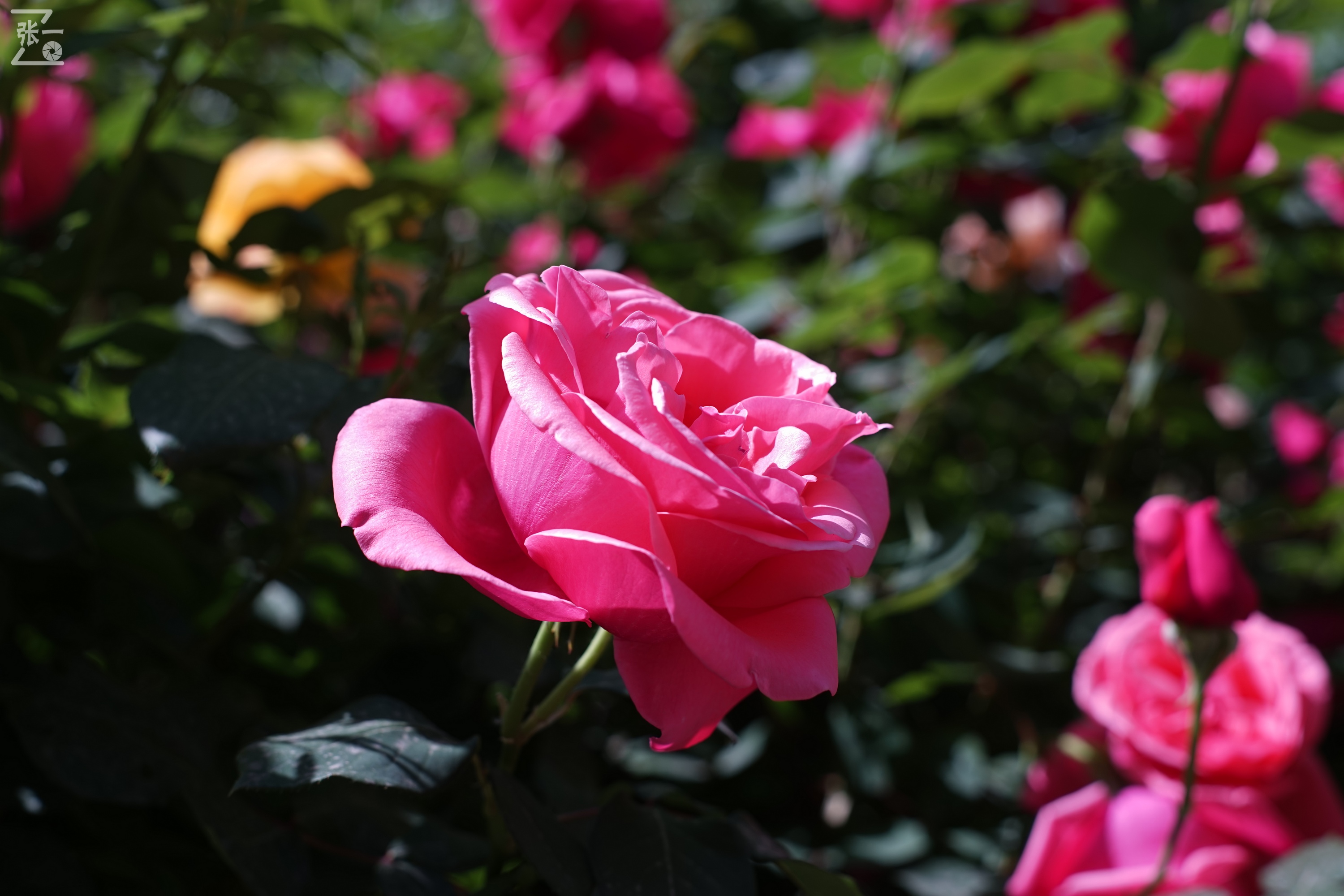 凤凰国产50mm镜头,凤凰索尼e口镜头