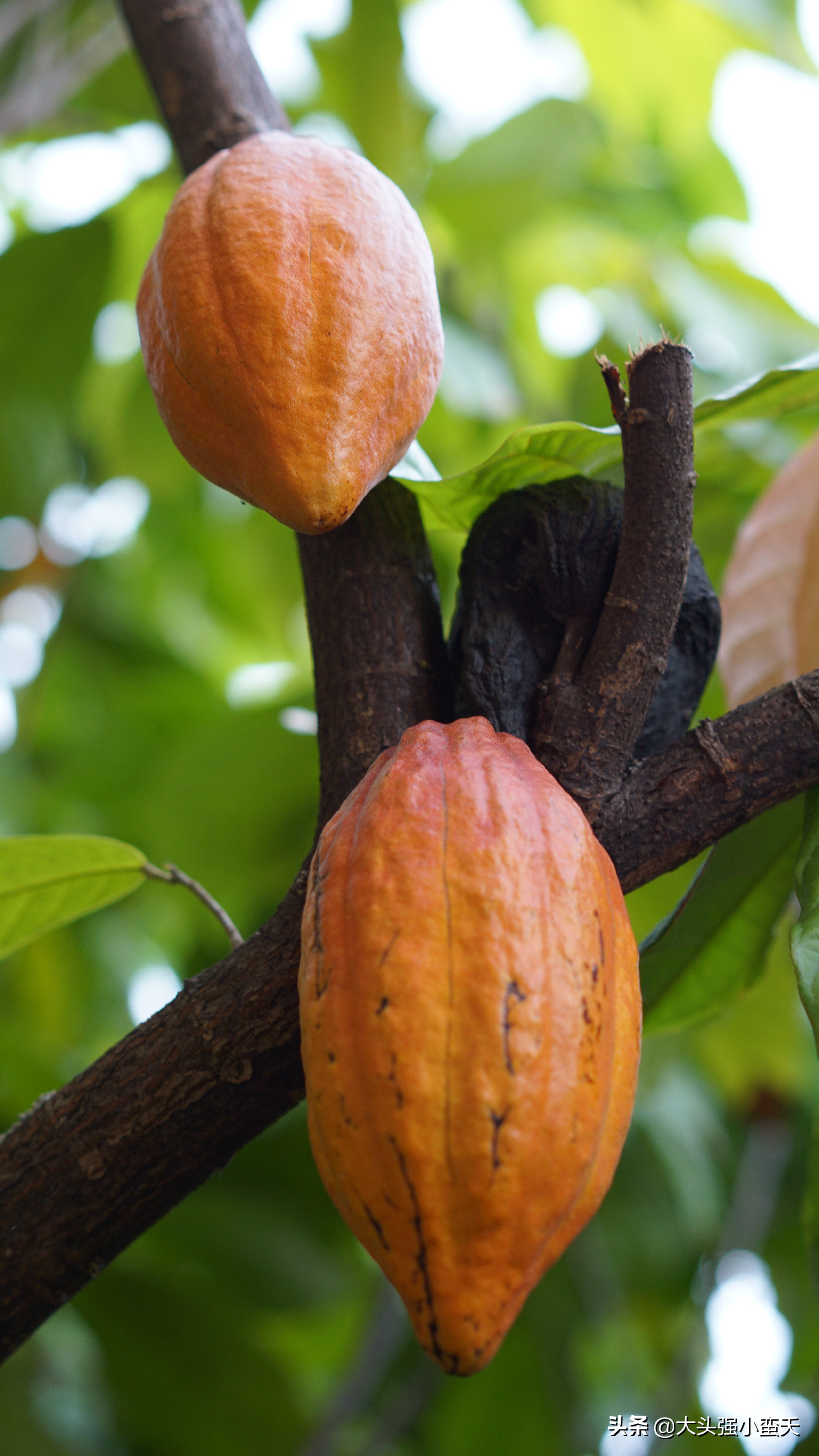 沙巴马穆迪岛为什么最小 (马穆迪岛海岛)