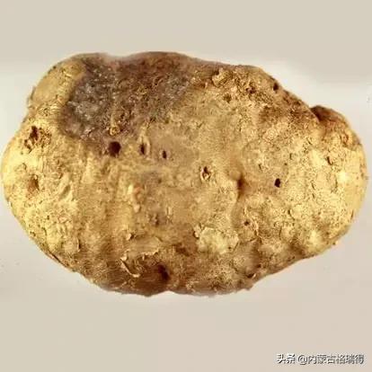 马铃薯豆角病害图谱,马铃薯病害图谱大全