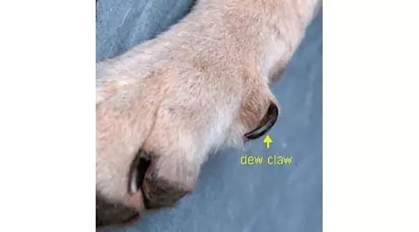 狗狗后肢无力是怎么回事,狗狗后肢无力吃什么药